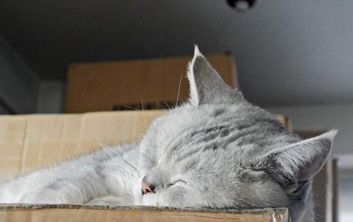 如何训练英国短毛猫不咬人-图1