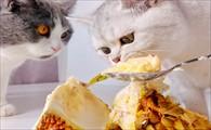 猫能吃榴莲肉吗-图1