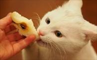 猫能吃梨吗-图1