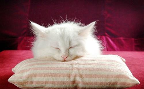 怎么训练波斯猫用猫砂-图1