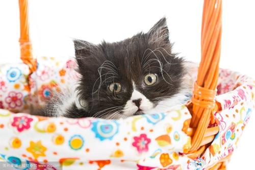 怎么训练波斯猫不偷吃东西-图1