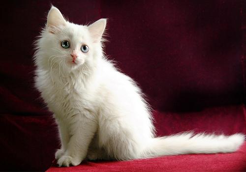 怎么训练波斯猫听话-图1
