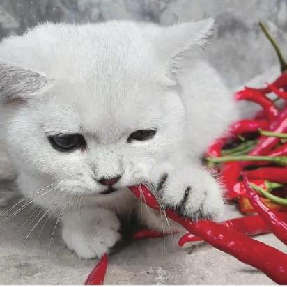 猫能吃辣吗-图1