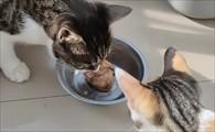 猫能吃鸡肝吗食用建议