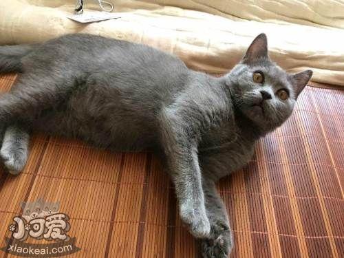 怎么训练俄罗斯蓝猫和你握手-图1