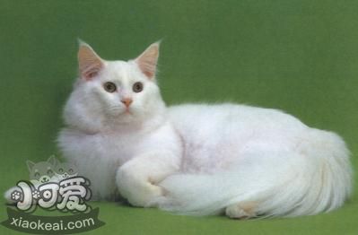 怎么训练缅因猫装死-图1