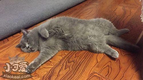 俄罗斯蓝猫怎么训练-图1