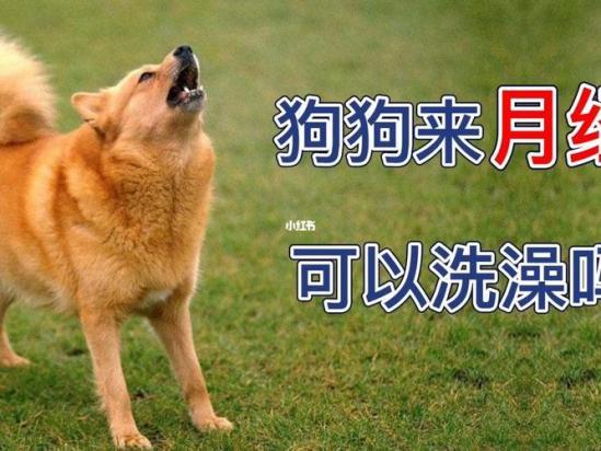 狗狗生理期可以洗澡不-图1
