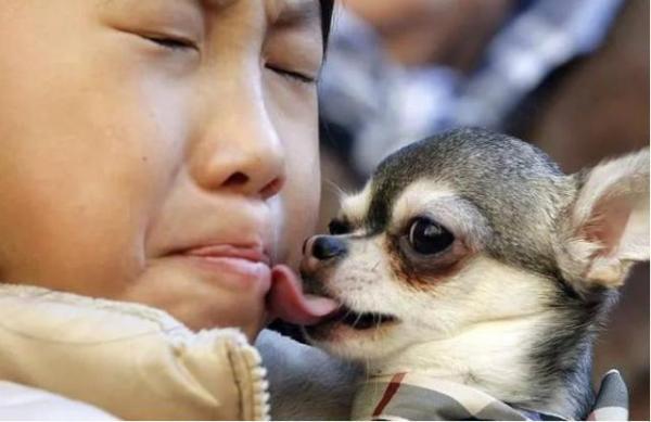 狗狗舔主人隐私部位原因是什么-1