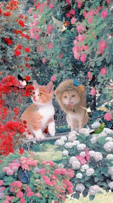 猫生六个吉利吗-图1