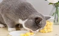 猫能吃鸡蛋黄不?-图1