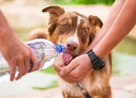 狗狗呕吐脱水怎么补水-图1