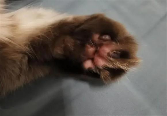 猫前爪肿大-图1