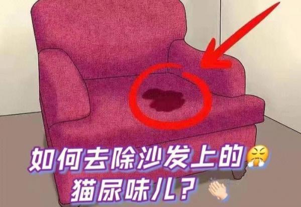 猫尿红色的尿是怎么回事-图1
