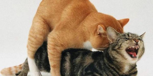 猫配对一次能成功吗-图1