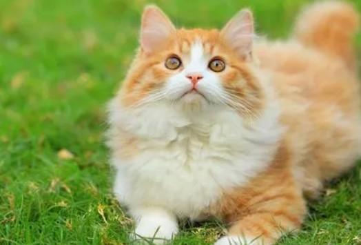 猫咪有约-图1
