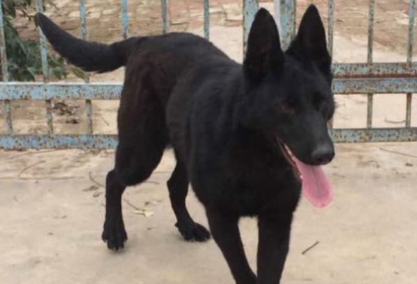 黑狼犬优点与缺点-图1