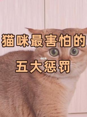 猫怕什么-图1
