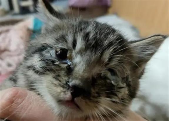 猫疱疹病毒症状-图1