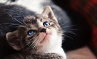 猫身上跳蚤会不会传染到人身上-图1
