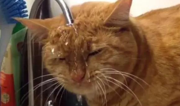 猫身上不小心沾了水-图1
