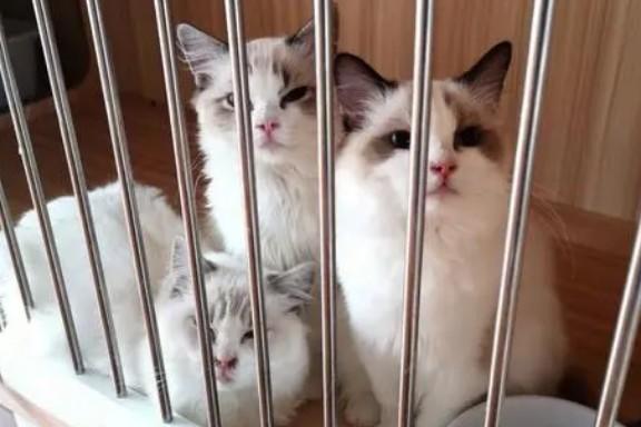 猫舍助理是干嘛-图1