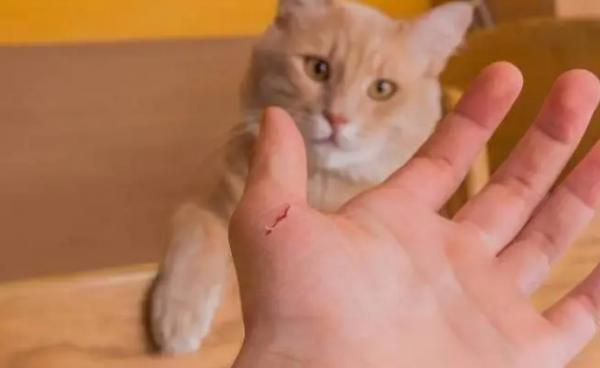 猫挠出血狂犬病几乎为0-图1