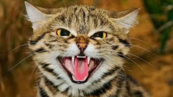 猫咪最近是被禁了吗-图1