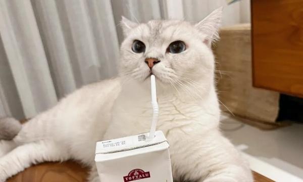 猫能喝椰汁吗