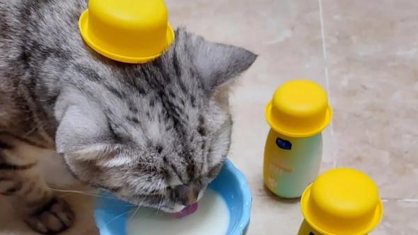 猫能喝酸奶不-图1