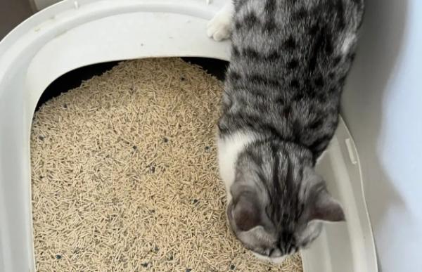 猫砂8l等于多少kg
