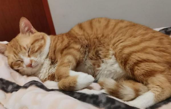 猫身上一直在轻微的抖-图1