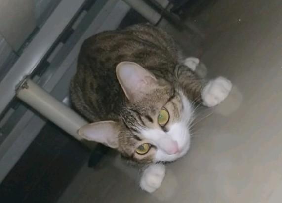 猫咪钻床底太脏有什么危害-图1