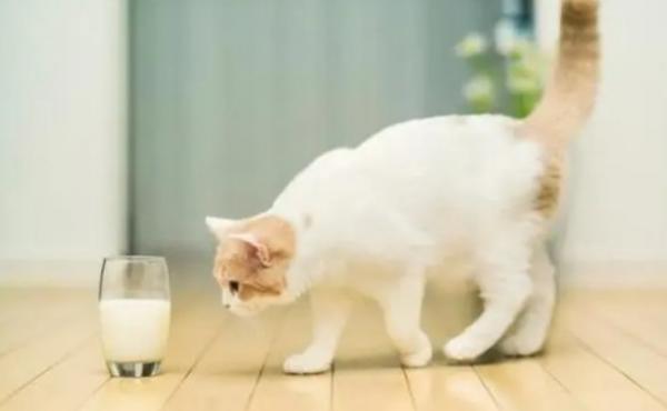 猫能喝舒化奶吗-图1