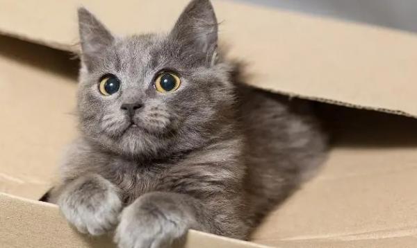 猫能看懂人类为爱鼓掌吗的反应及注意事项