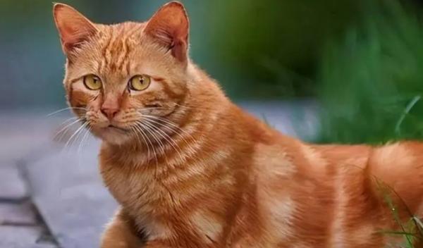 猫名字最旺家-图1