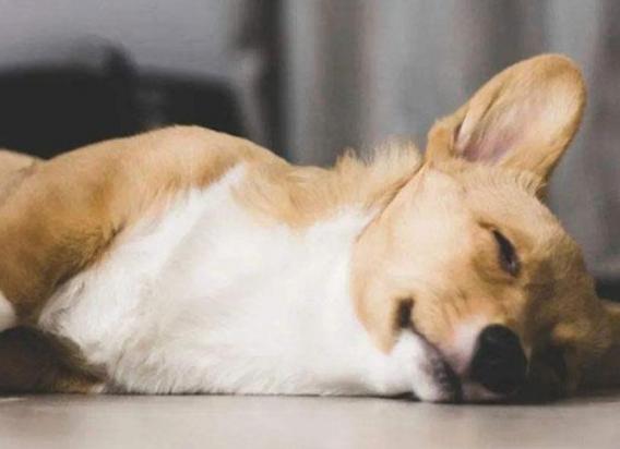 犬瘟狗狗死前的征兆-图1