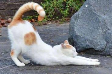 猫伸懒腰什么意思-1