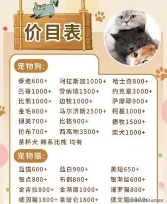 猫舍投资需要多少钱-图1