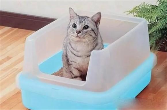 猫排不出尿如何治疗-图1