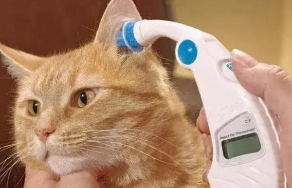 怎么确定猫咪有没有发烧