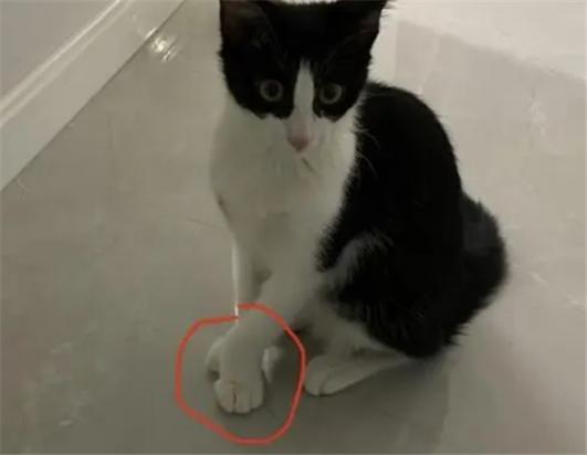 猫前腿向内弯曲不沾地-图1