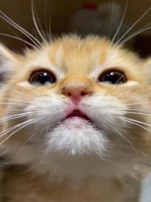 猫喷嚏带血但精神正常-图1