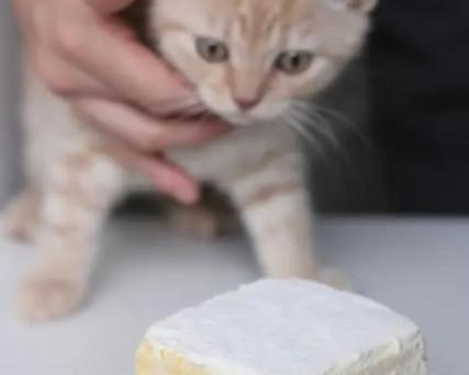 猫能不能吃奶油-图1