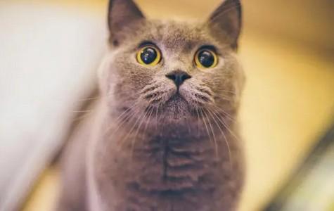 猫能吃西瓜不-图1
