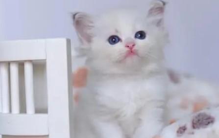 猫尿路感染能自愈吗-图1