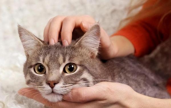 猫咪正常背与驼背比照-图1