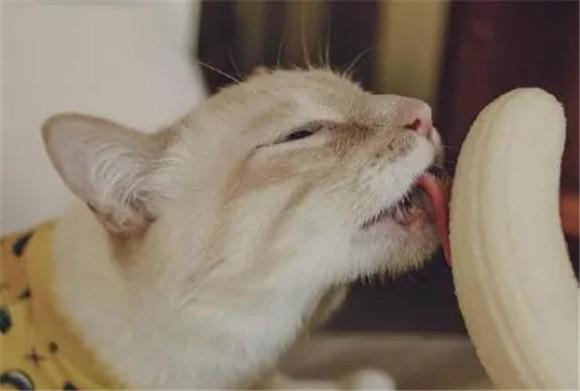 猫能吃香蕉吗为什么-图1