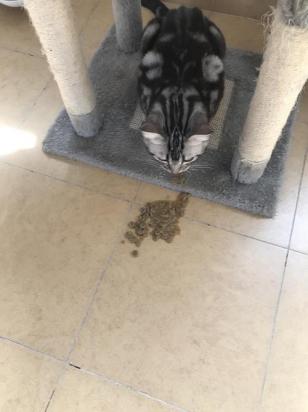 猫咪总是半夜4点多呕吐-图1