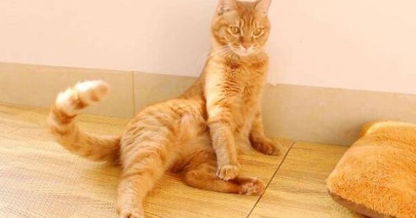 猫趴着尾巴摇来摇去是什么意思解析